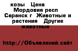 2 козы › Цена ­ 2 000 - Мордовия респ., Саранск г. Животные и растения » Другие животные   